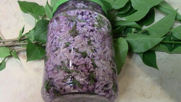 Alcoholic lilac tincture for rubbing the lower back with osteochondrosis